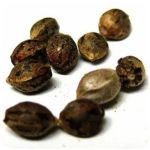 Семена марихуаны АК-47  (Seeds AK-47) в Вязьме